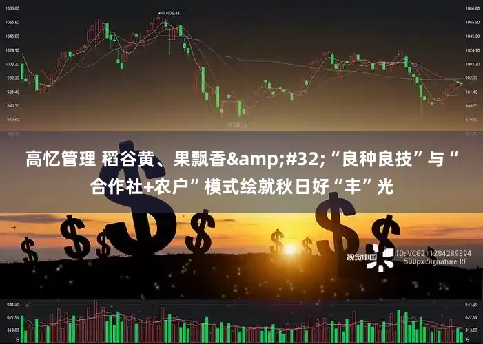 高忆管理 稻谷黄、果飘香&#32;“良种良技”与“合作社+农户”模式绘就秋日好“丰”光